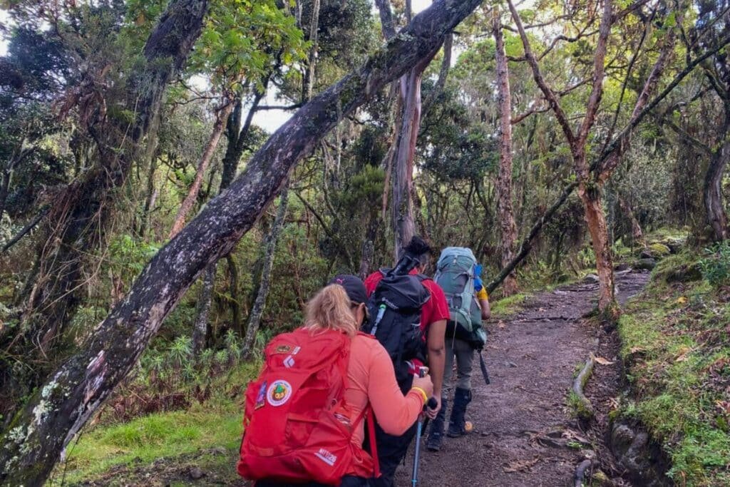 Best Time of Year to Climb Kilimanjaro: When to Go for the Best Weather & Summit Success
