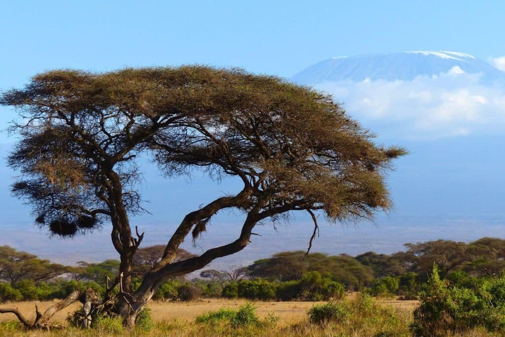 Best Time of Year to Climb Kilimanjaro: When to Go for the Best Weather & Summit Success